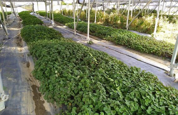 岐阜県可児市で農地・青地の売却は買取実績多数のあたらしやアグリバイオ株式会社へ！太陽光発電を全国展開