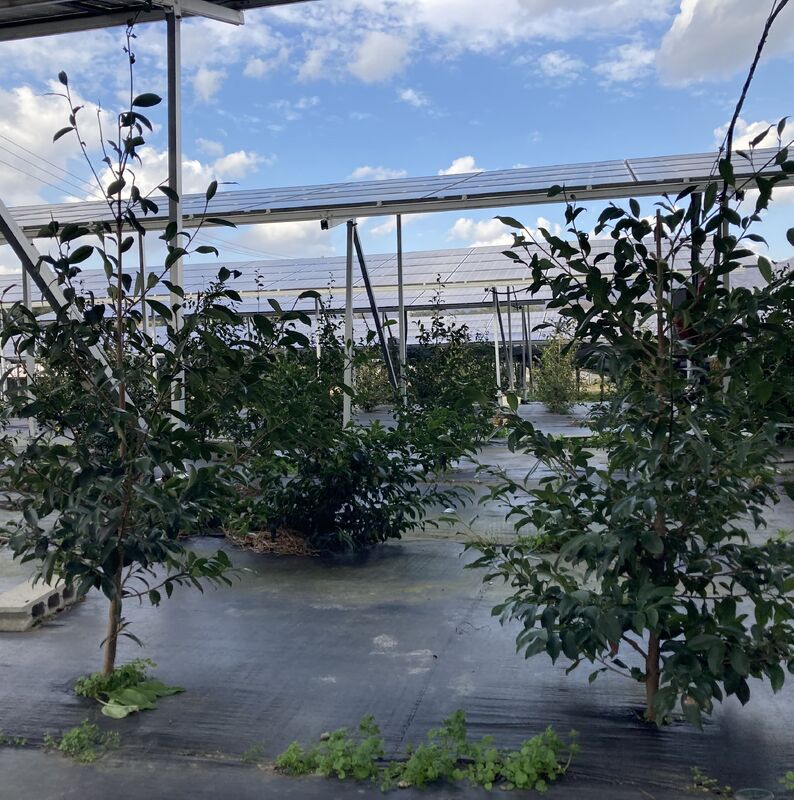 営農型太陽光発電