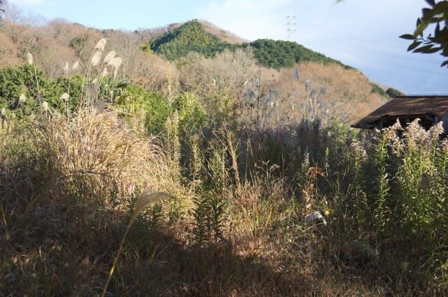 荒れた農地