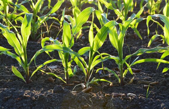 神奈川県二宮町で青地や一種農地の売却は、農地の買取実績多数の農業法人あたらしやアグリバイオ株式会社