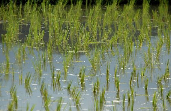 神奈川県平塚市で青地や一種農地の買取画は、農地の買取実績多数の農業法人あたらしやアグリバイオ株式会社