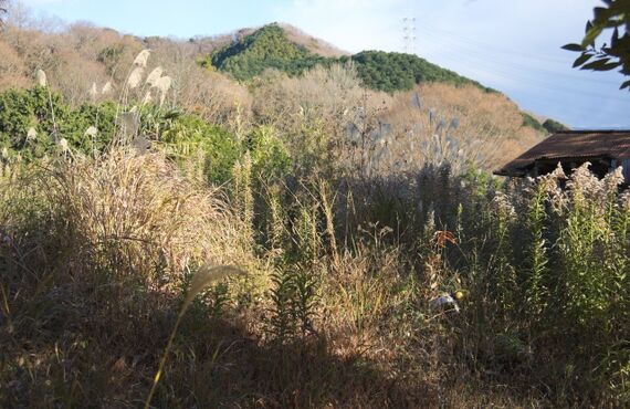 青地の売却は、青地の買取実績多数の農業法人あたらしやアグリバイオ株式会社