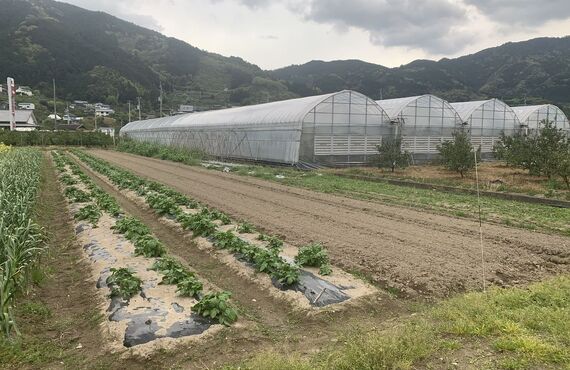 畑の売買を検討中ならあたらしやアグリバイオ株式会社まで