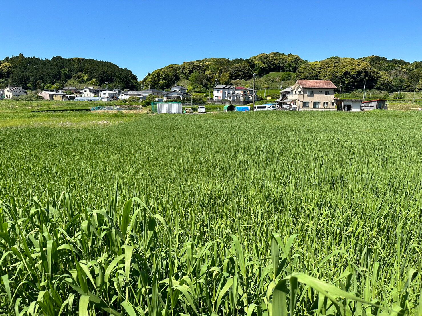 LINE_ALBUM_2023427  NO.222 掛川市幡鎌_230428_2